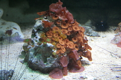 Killikus&reg; Fotographie